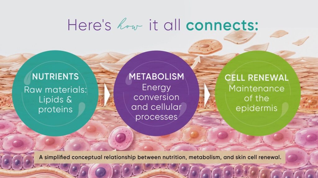 To Renew Itself, Your Skin Needs Energy and Nutrients